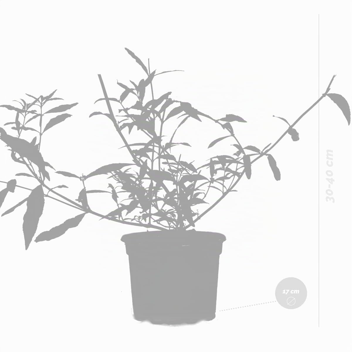 Bloomique - Lot de 3 - Buddleja Davidii - Arbre aux papillons - Rose, Violet, Blanc - Résistant au gel - Plantes de jardin - Hauteur 20-30 cm - Pot 10,5 cm