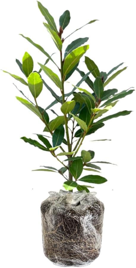 Live Bay Leaf Tree - Laurus Nobilis Plant | Sweet Bay Laurel Herb Garden Outdoor