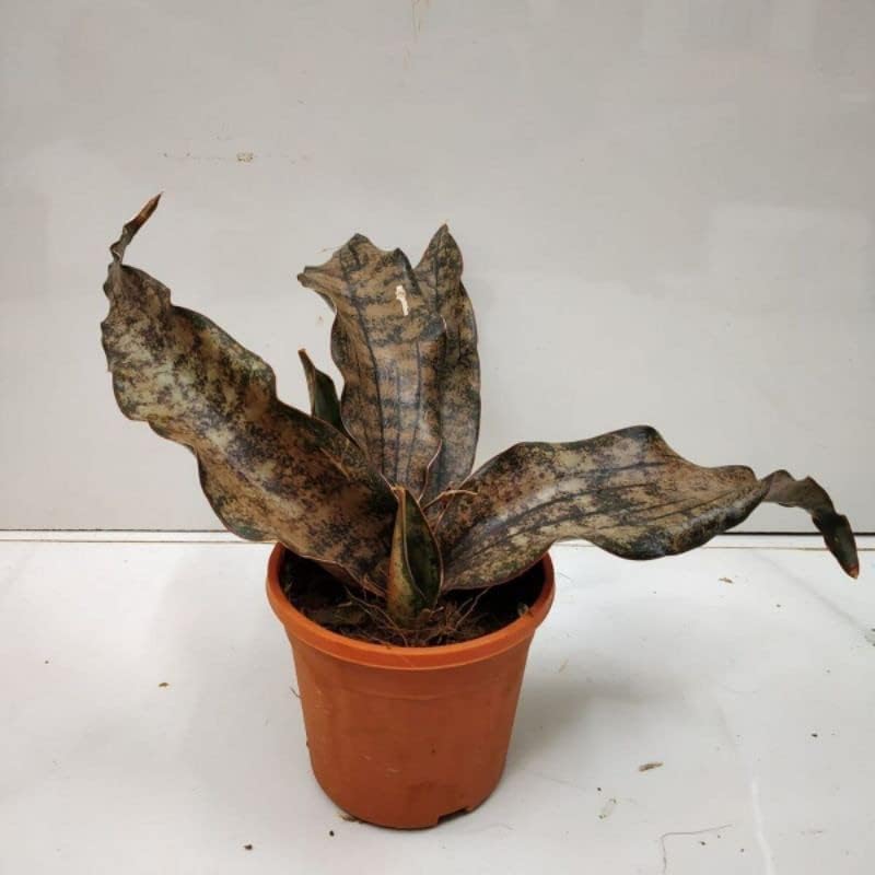 Healthy Vibe Snake Plant Sansevieria Kirkii Rare And Unique Copper Tone Live Indoor Plant Air Purifier Complete Indoor Plant (B0CP2CZW4W) Amazon Price History, Amazon Price Tracker