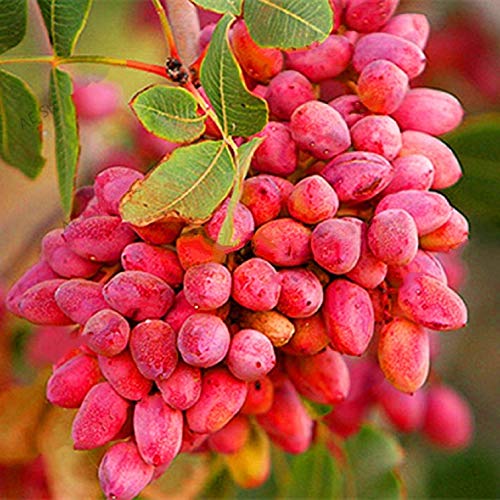 Pistachios Tree 5 Pcs Seeds for Home Garden