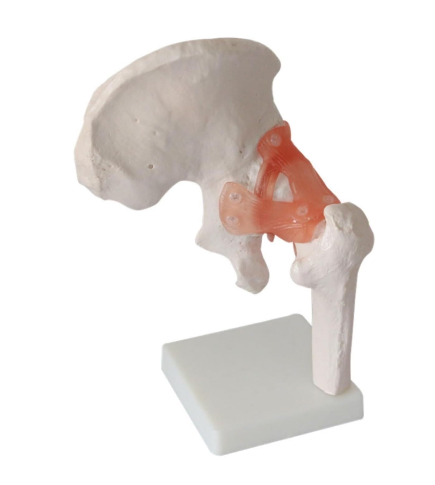 Human Biodra Stawowa Kostna Kości Bioder Model Dorosły Modelu Tanatomii Bioder Dla Osób Medycznych Materiał Medyczny Ludzi Anatomia Anatomia