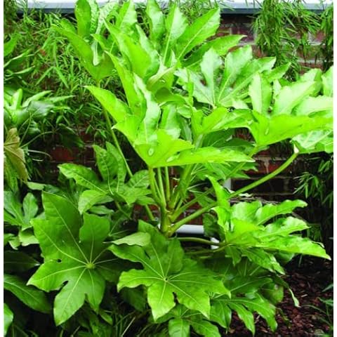 Evergreen Fatsia Japonica Plant, 2 Litre Pot Cover
