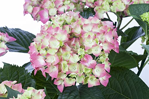 Hydrangea macrophylla 'Leuchtfeuer' 40–60 cm – Winterhart, Mehrjährig, Pflegeleicht – Bauernhortensie – Zierstrauch für Beet & Kübel