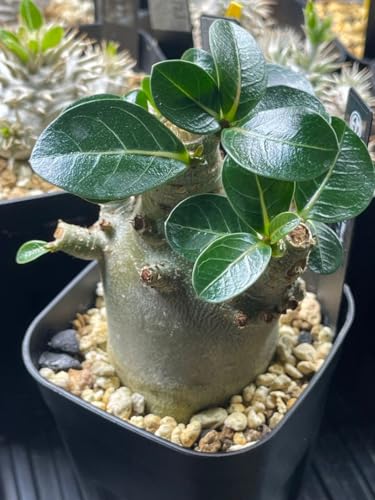 アデニウム アラビカム」の人気商品一覧 | 安い商品を通販サイトから