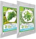 Regalo original: plantaciones para sembrar y hacer crecer en el hogar, la huerta, la terraza, el apartamento o el balcon con, entre otros, un fin culinaria (verdura, condimento, infusión,...)