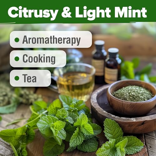 Image of HOME GROWN Lemon Balm Seeds- 806 Non GMO Heirloom Seeds for Planting - Melissa officinalis Herb for Tea, Garden, Indoor or Outdoor Growing-Plant for Pots, Beds & Hydroponics(Melissa officinalis)