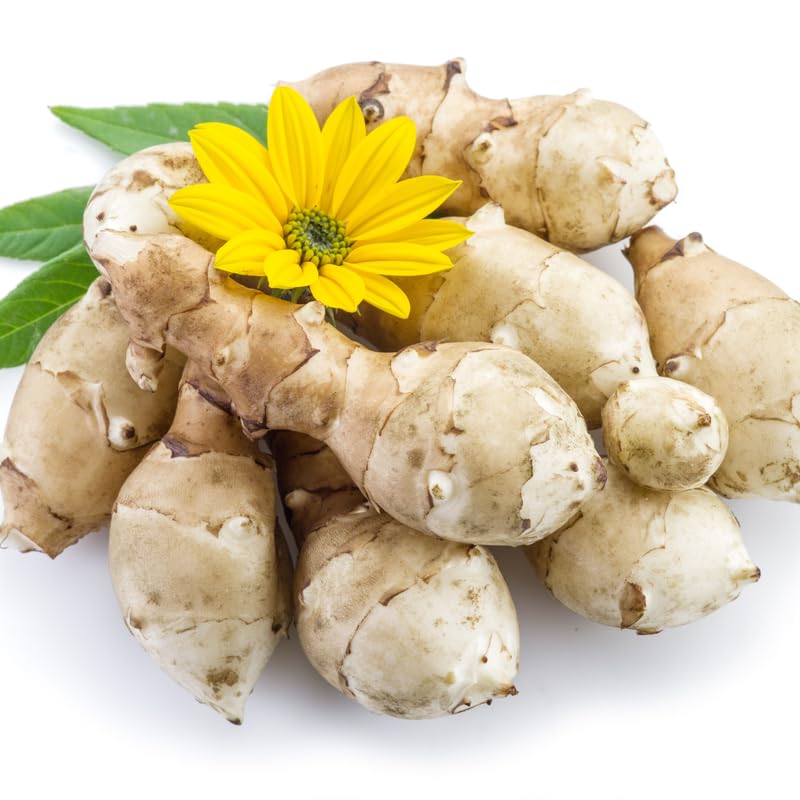 Jerualem Artichoke Tubers For Planting Outdoors, 5Pcs Sunroots Sunchokes Tubers For Planting, Fresh Jerusalem Artichoke Roots To Grow
