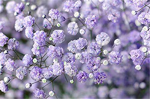 Schleierkraut Samen Bepflanzung im Hausgarten Seltener Blumenstrauß Einzigartiges Geschenk-100 Pcs Cover