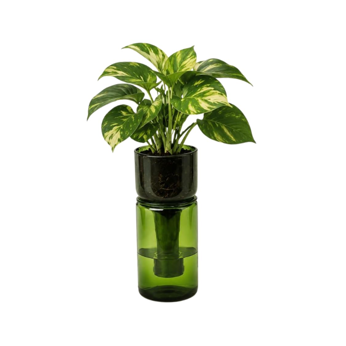 KAVI Self Watering Glass Bottle Planter with Cork Coaster & Cocopeat Disc | Indoor Plant Pot | Hydroponic Planter | Home Decor | Eco Friendly Gift-image-31