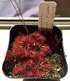PLAT FIRM Germinación de Las Semillas: Drosera spatulata â€œBeenak, Victoriaâ€ 25 Semillas - Planta de Sundew Canivorous