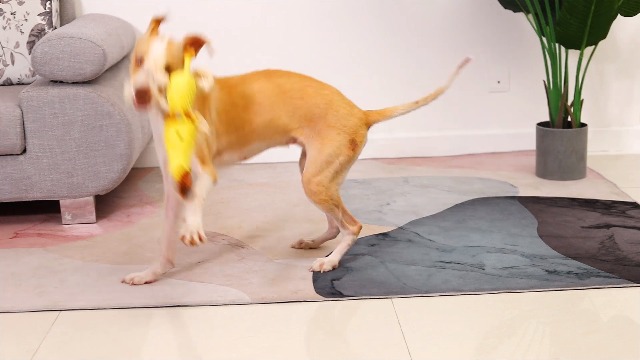 Sedioso Dog Toys, Dog Plush Toy for Large Breed, Cute Squeaky Dog Toys with Crinkle Paper, Dog Chew Toys for Puppy… - Image 8