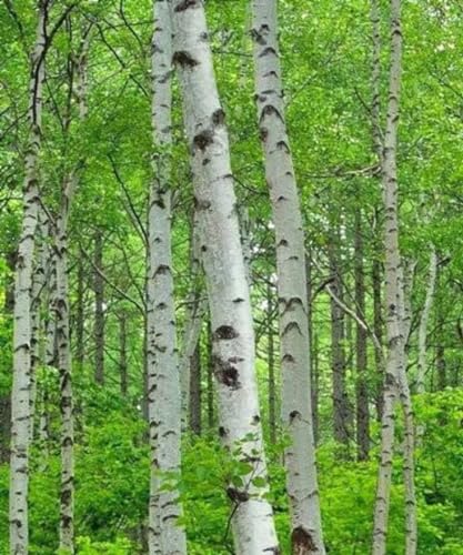 Silver Birch - Betula pendula (Tree Saplings/Seedlings)