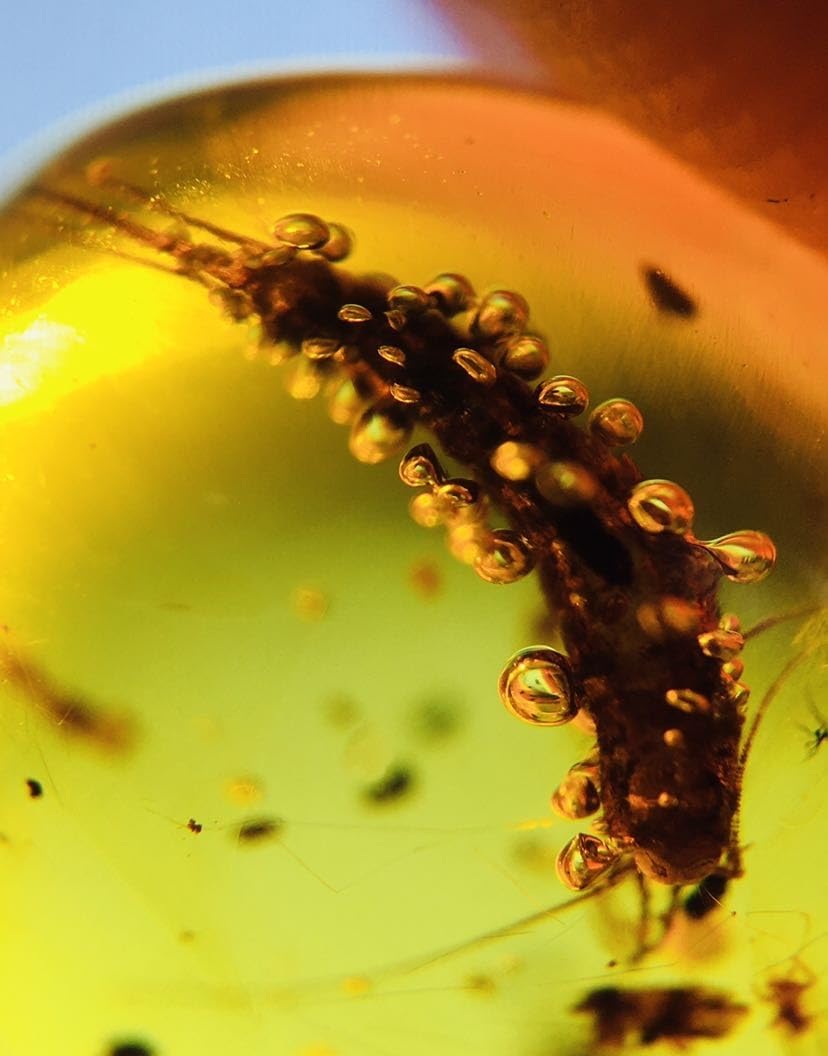 Burmese burmite Cretaceous Big Silverfish Insects Fossil Amber Myanmar