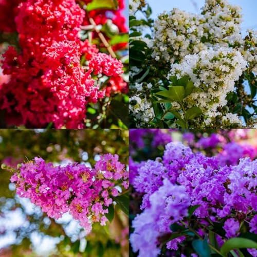 100+ Crape Myrtle Tree Seeds Lagerstroemia Tree Shrub Crape Beautiful Flowering Tree Outdoor Garden