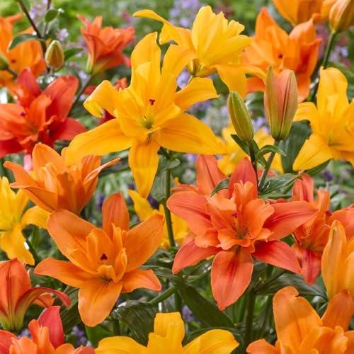 YouGarden Pollen-Free Lily Butterfly Double Collection Set of 10 Bulbs Ready to Grow On and Plant Out