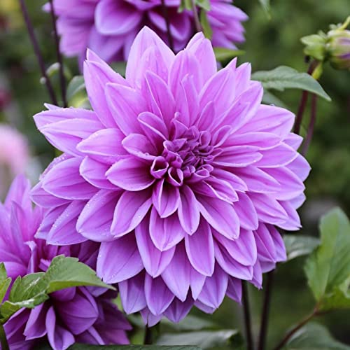 Votaniki Lilac Time Dahlia Bulbs - Perennial, Lilac Time Dinnerplate Flowering Dahlia Bulb | Blooms...