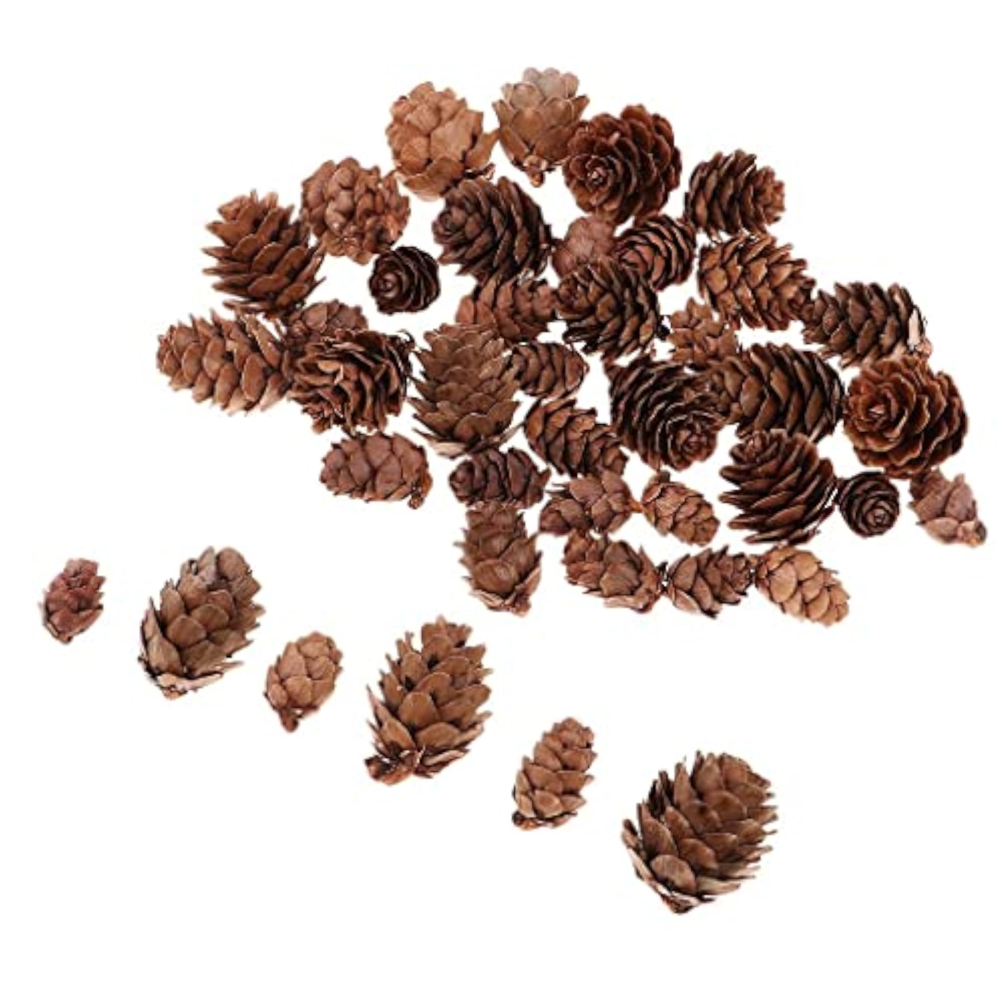 Mixed Size Mini Natural Rustic Dried Pine Cones, 50pcs