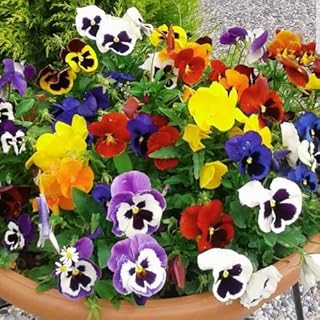 Pansy Plants in 4 Inch Pot, Set 5 Pots - Pansies Plants, Mix Colorful Fl...