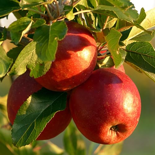 TriStar Plants - Winesap Apple Tree - 1 Gallon Trade Container, Live Plant, Healthy Roots, Semi Dwarf, Malus Domestica, Winter Fruit, Fruit Tree