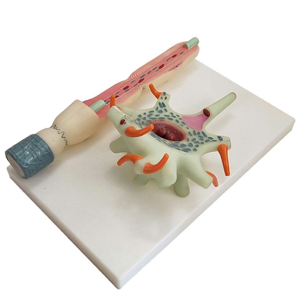 Sjdopulse Neuron Magnification Model - Neuronal Cell Body And Nerve Fiber Structure Model - Medical Teaching Model - For Study Diaplay Teaching Science Model