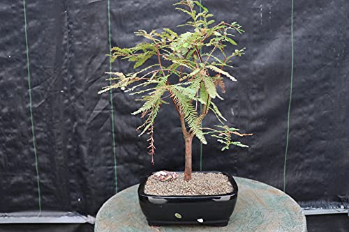 How to grow bald cypress bonsai
