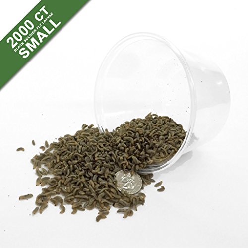 Symton Small Feeding Grade Black Soldier Fly Larvae (2000ct)