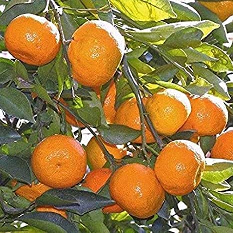Greentower Live Darjeeling Orange Live Plant Healthy Grafted Hybrid Plant Pack of 1 (B0BRT59456) Amazon Price History, Amazon Price Tracker