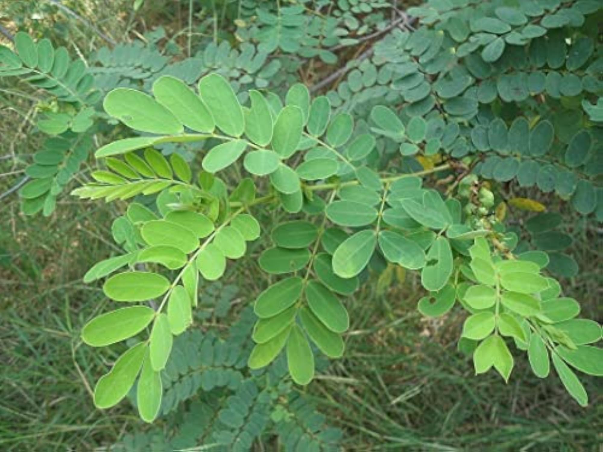 Saara Herbal Fresh Avarampoo Leaves, 350g
