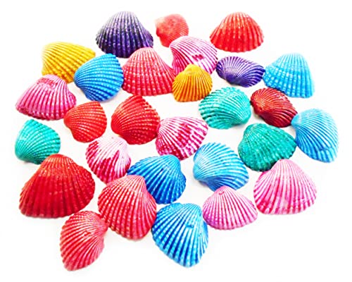 100 Small Dyed Ark Shells Seashell (1/2-3/4') Beach Hobby Crafts Decor Colorful.
