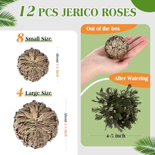 Nuanchu 12 Pack Rose of Jericho Planta de Resurrección Secada miniatura 2