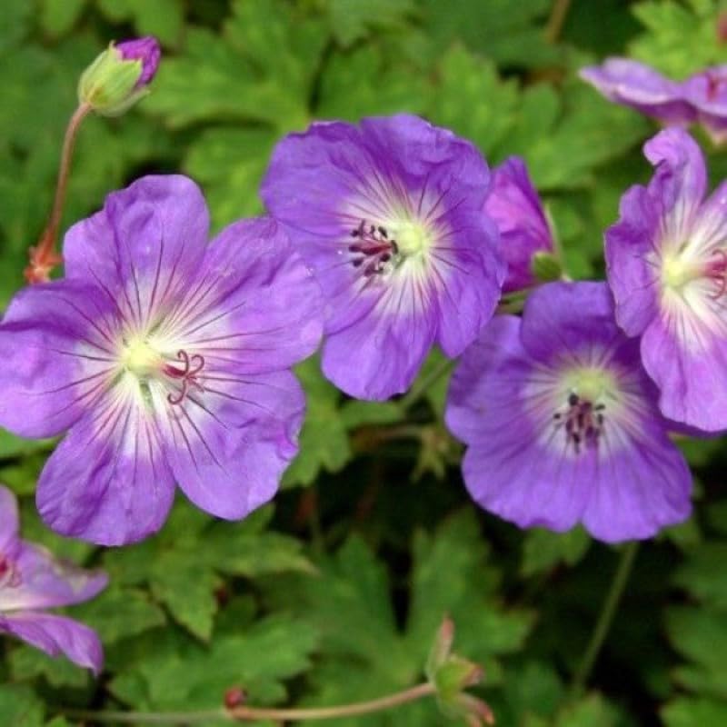 50 x Geranium Rozanne - Storchschnabel in 9x9cm Topf