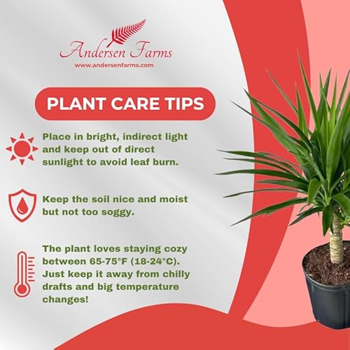 Andersen Farms Yucca Cane Live Plant Indoor/Outdoor in 10 in Grower Pot Andersen Farms Yucca Cane Live Plant Indoor/Outdoor in 10 in Grower Pot
