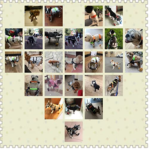 Fauteuil roulant pour chien handicapé - Solution mobilité pattes arrière