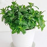 🌱CONVENIENCIA: Las semillas son livianas, fáciles de transportar y se pueden plantar en cualquier lugar del jardín. Puede plantarlo solo en una maceta y ponerlo en el interior para mejorar la calidad del aire interior.