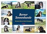 Berner Sennenhunde - Mit jedem Blick ein Stück Geborgenheit (Wandkalender 2026 DIN A4 quer), CALVENDO Monatskalender: Bilder die Herz und Seele berühren (CALVENDO Tiere)