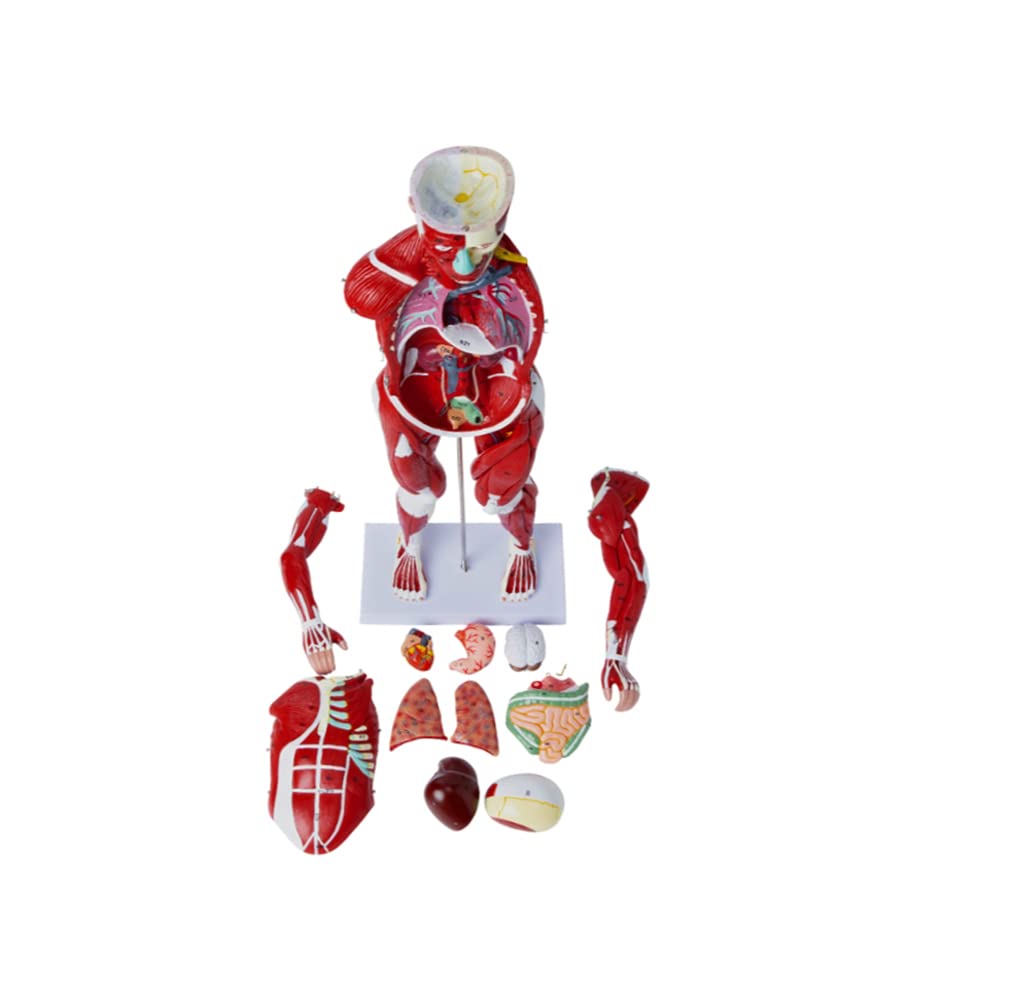 Modello 1/2 replica di muscolo e scheletro umano, 27 parti di anatomia completa for l'insegnamento e l'apprendimento educativo