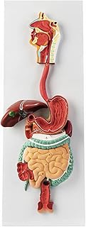 Models of The Human Digestive System Digestive Tract Gastric Section Nasopharynx Large Small Intestine Stomach Anatomy Model Anorectology Human Digestive System Teaching 3Parts