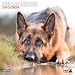 Magnet & Steel German Shepherd Traditional 2019 Calendar (8996)