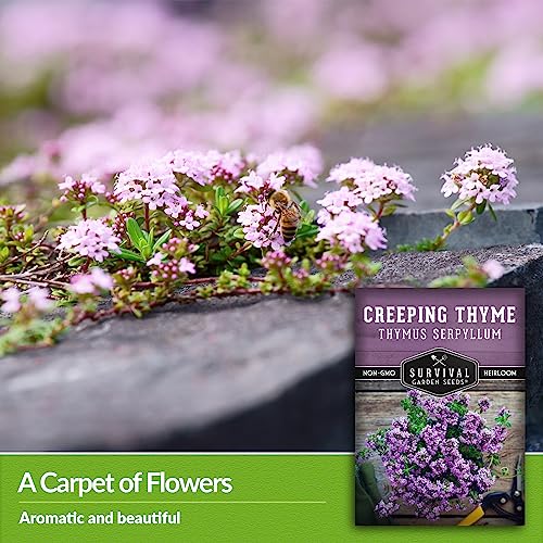 Creeping Thyme Seed for Planting - 1 Packet with Instructions to Plant and Grow Resilient Ground Cover in Your Home Garden - Non-GMO Heirloom - Survival Garden Seeds - Thumbnail 4