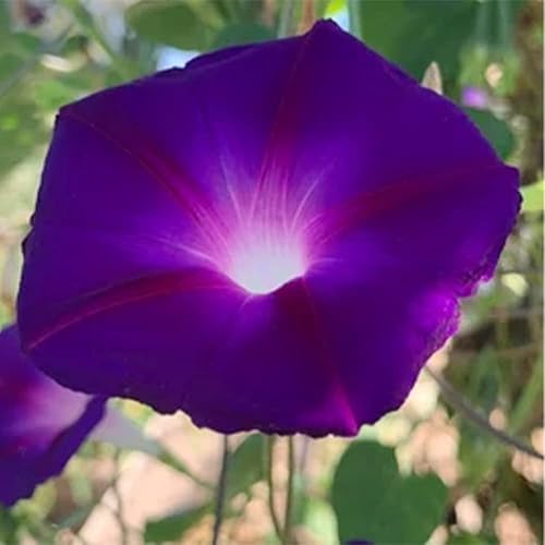 Miniatura 3 de QAUZUY GARDEN 30 semillas de gloria matutina negra, gloria de la mañana, Ipomoea Purpurea  Flor de gloria matutina común más oscura más profunda y