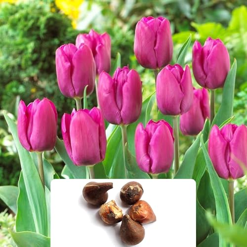 5 Long-Stemmed Purple Tulip Bulbs â€“ Elegant Spring Bl