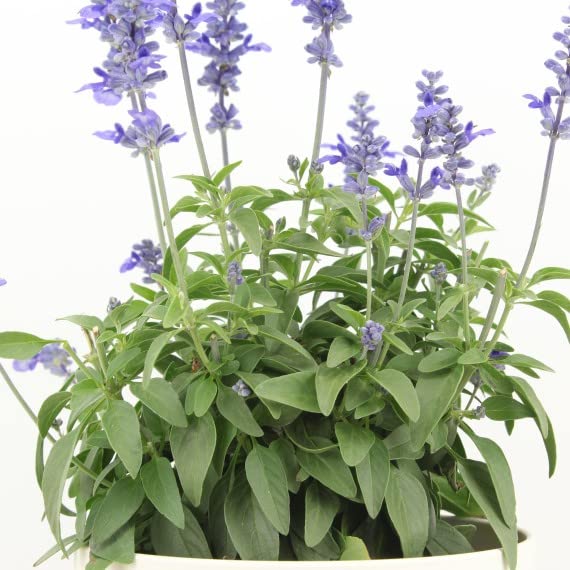 Salvia o Salvia Officinalis Natural Planta Aromática para el Jardín