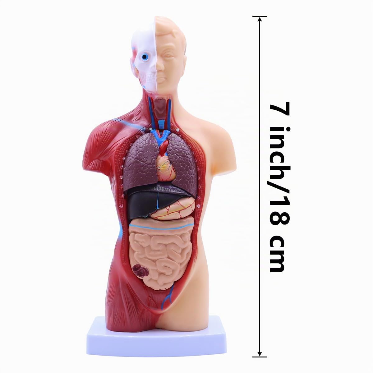 Modelo de anatomía humana de 28 cm, cuerpo humano extraíble, torso extraíble, 15 órganos desmontables.