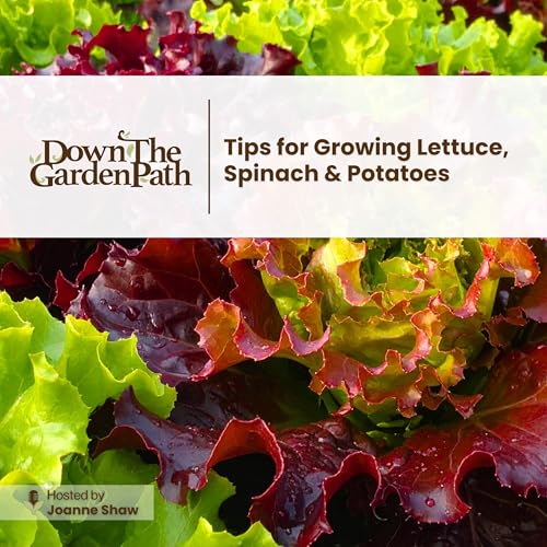 Tips for Growing Lettuce, Spinach & Potatoes