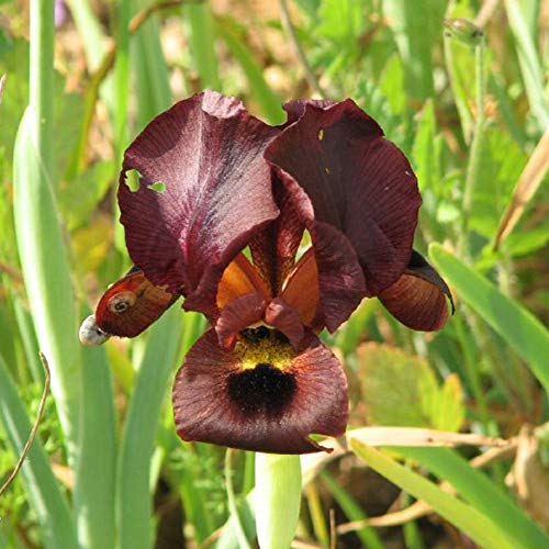 5pcs rode bubls ouderwetse baard iris bollen bleke en levende Plant wortelstok bollen voor planten planned buiten boerderij binnenplaatsen gemakkelijk te planten