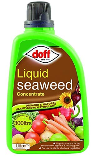 Liquid Seaweed Concentrate by Doff - Organic & Natural Plant Growth Stimulant - For use on Plants, Shrubs and Vegetables 1litre