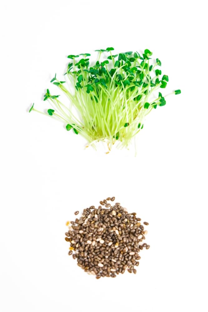 Amazon.com : Chia Seeds for Planting - Chia Microgreens (2,000 Seeds) :  Patio, Lawn & Garden