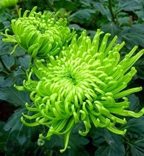 Chrysanthemum Seeds Authentic Chinese