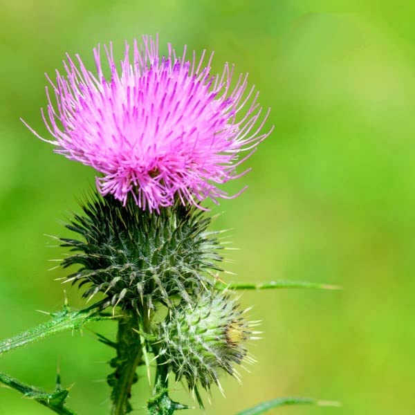Buy4seeds Milk Thistle - 10 Seeds - Silybum Marianum - Biennial Ornamental Herb Plant