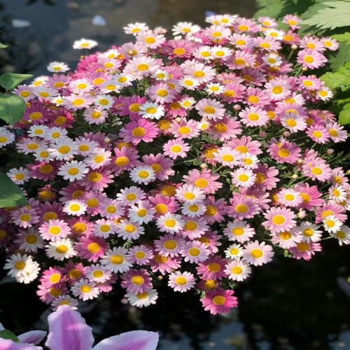 semillas de margaritas - Cama balcón con y regalo para invitados margarita cortadas exóticas 80pcs